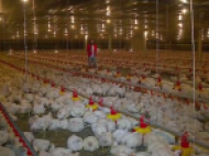 Matéria: Consumo de frango aumentou quase 20% neste ano no RS