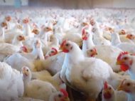 Video Institucional: Indústria do frango movimenta bilhões na economia brasileira