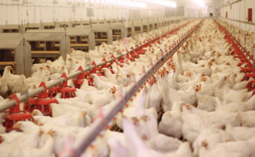 IBGE: Abate de bovinos atinge recorde na série histórica; frangos e suínos têm queda