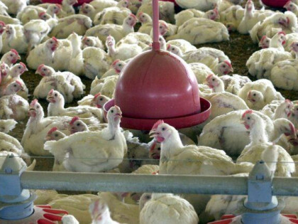 Rio Grande do Sul avança nas exportações de carne de frango e ovos