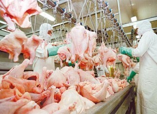 Frango Vivo: Mercado começa semana com preços firmes