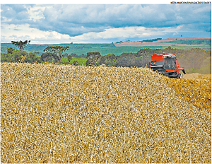 Começa a colheita do trigo no Estado