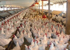 Influenza Aviária é detectada em importante região produtora de aves no Chile