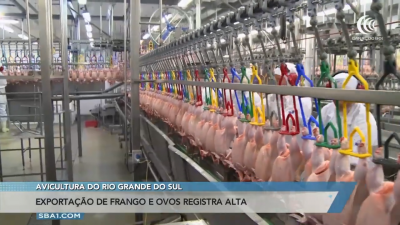 Exportação de frango e ovos registra alta no RS