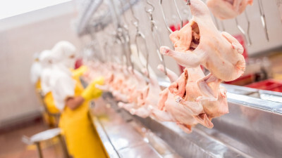 IBGE: em 2022, abate inspecionado de frango estável, mas produção de carne aumentou