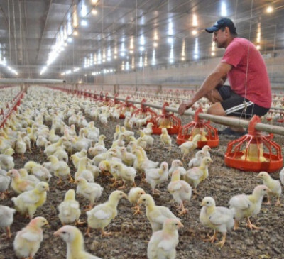 Caso de gripe aviária no Uruguai alerta produtores