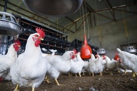 RS suspende participação de aves em exposições como prevenção à influenza aviária