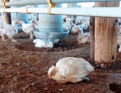 Alerta! Argentina suspende exportações de frango por causa da Influenza Aviária