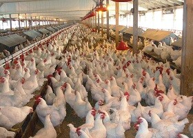 Uruguai confirma 70 mortes de animais por influenza aviária