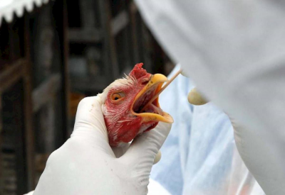 EUA consideram vacinar aves contra Influenza Aviária