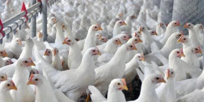 Indústrias avícolas buscam abrir mercados internacionais para a produção gaúcha na Expodireto