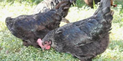 Municípios fortalecem trabalho de prevenção à influenza aviária