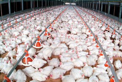 Produção de carne de frango aumentou mais de 2% em 2022