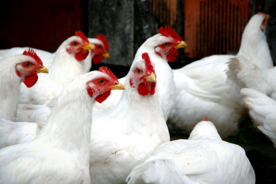Sul do Brasil permanece em alerta máximo para gripe aviária