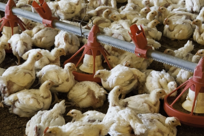 Reino Unido amplia cotas para importação de carne de aves do Brasil