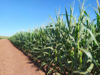 Clima benéfico mantém expectativas positivas para safra de milho no Brasil