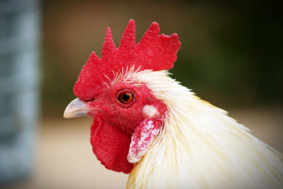 Gripe aviária: produtor deve reforçar segurança, recomenda ABPA