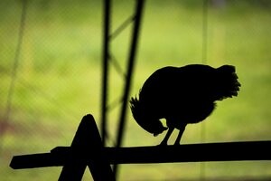 Mercado brasileiro já sente efeito da detecção de gripe aviária em ave doméstica no Espírito Santo
