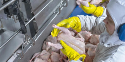 Exportação de frango tem alta de 8,5% no semestre
