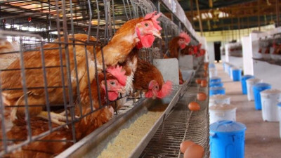 Com crise mundial, Brasil pode ampliar exportação de aves