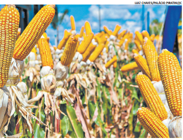 Baixo preço do milho frustra expectativas