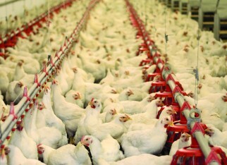 Apesar das exportações aquecidas, preço da carne de frango é estável no BR