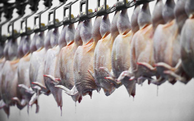 Alta nas exportações de frango reduz oferta doméstica e preços reagem