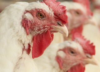 Brasil exporta 416,8 mil toneladas de frango em agosto