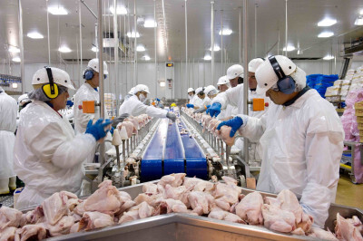 Receita com exportação de frango e suíno está em alta mesmo diante de uma redução no volume negociado