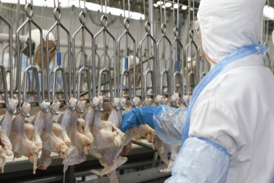 UE embarga frango de 20 frigoríficos do País