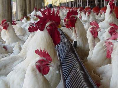 Entidades buscam soluções para crise nos setores de aves e suínos