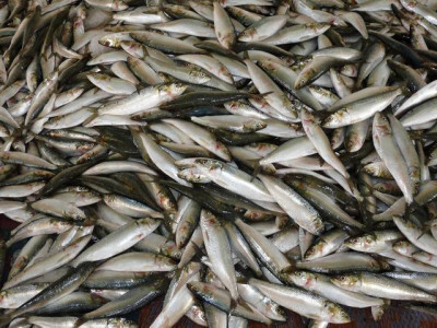 Pescado: União Europeia Embarga todas Exportações do Brasil 